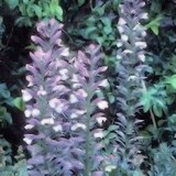 ACANTHE EPINEUSE - ACANTHUS SPINOSUS - QUESTION 1662