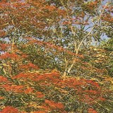 ERABLE DU JAPON - ACER PALMATUM - Q1632