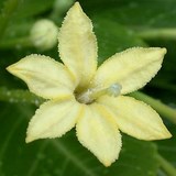 PALMIER HAWAIEN - BRIGHAMIA INSIGNIS - QUESTION 1649
